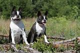 BOSTON TERRIER 008